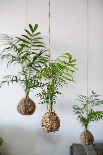 Kokedama – samaninis stebuklas jūsų namuose