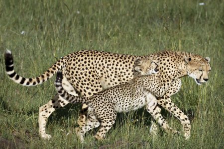 Tyrimas: gepardams gresia išnykimas