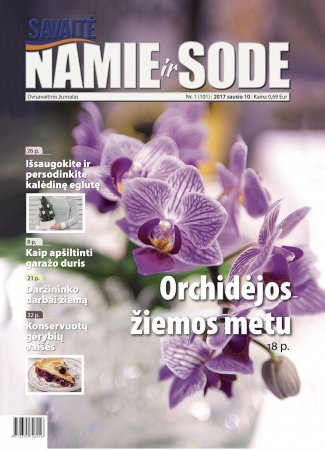 Orchidėjos žiemos metu