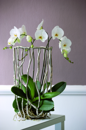 Orchidėjos žiemos metu