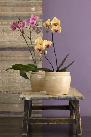 Orchidėjos žiemos metu