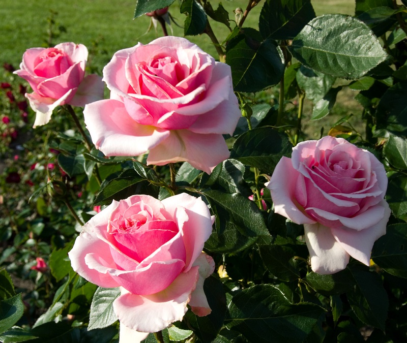 Rožei – garbinga vieta žmonijos istorijoje
