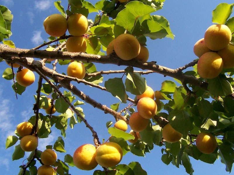 Klimatas keičiasi - gal pasisodinti abrikosų?