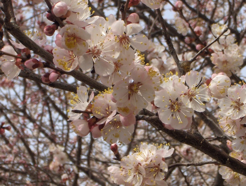 Klimatas keičiasi - gal pasisodinti abrikosų?