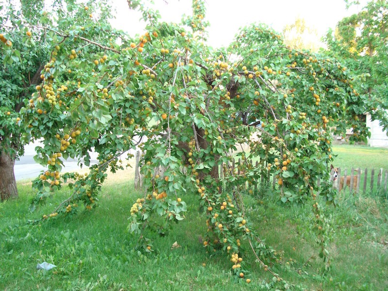 Klimatas keičiasi - gal pasisodinti abrikosų?