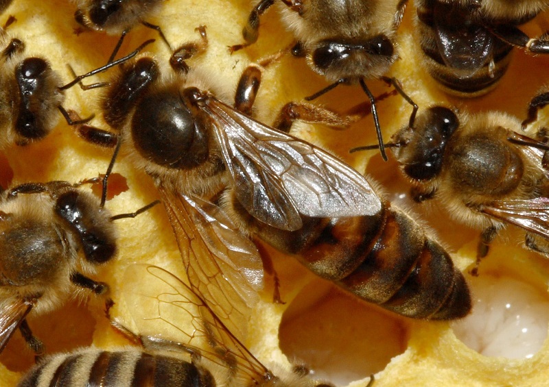 Pažvelkime į paslaptingą bičių gyvenimą