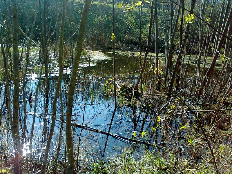 Uodai – labiausiai keikiami pelkių gyventojai