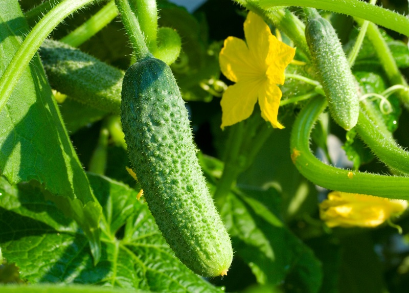 Geram agurkų derliui labiausiai reikia saulės » SAVAITĖ – viskas, kas svarbu, įdomu ir naudinga.