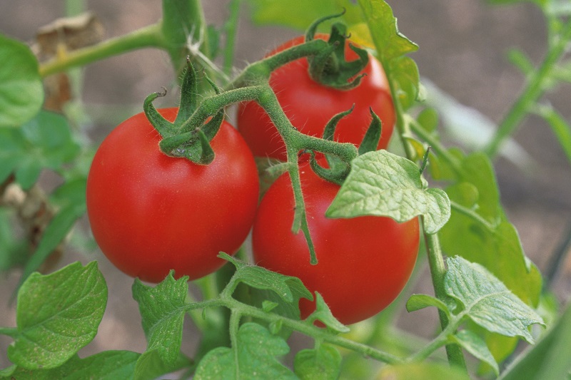 5 būdai, kaip priversti pomidorus nurausti
