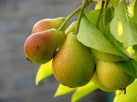 Kriaušes palikti likimo valiai – klaidinga