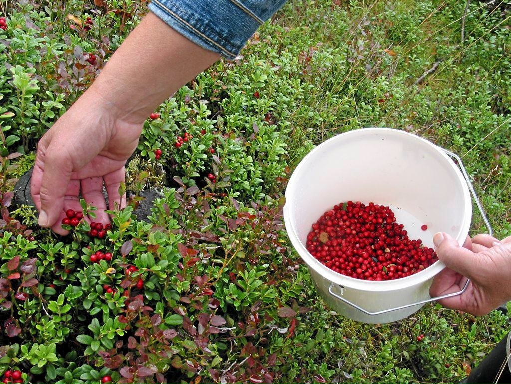 Į savo sodą – miško uogų pasirinkti