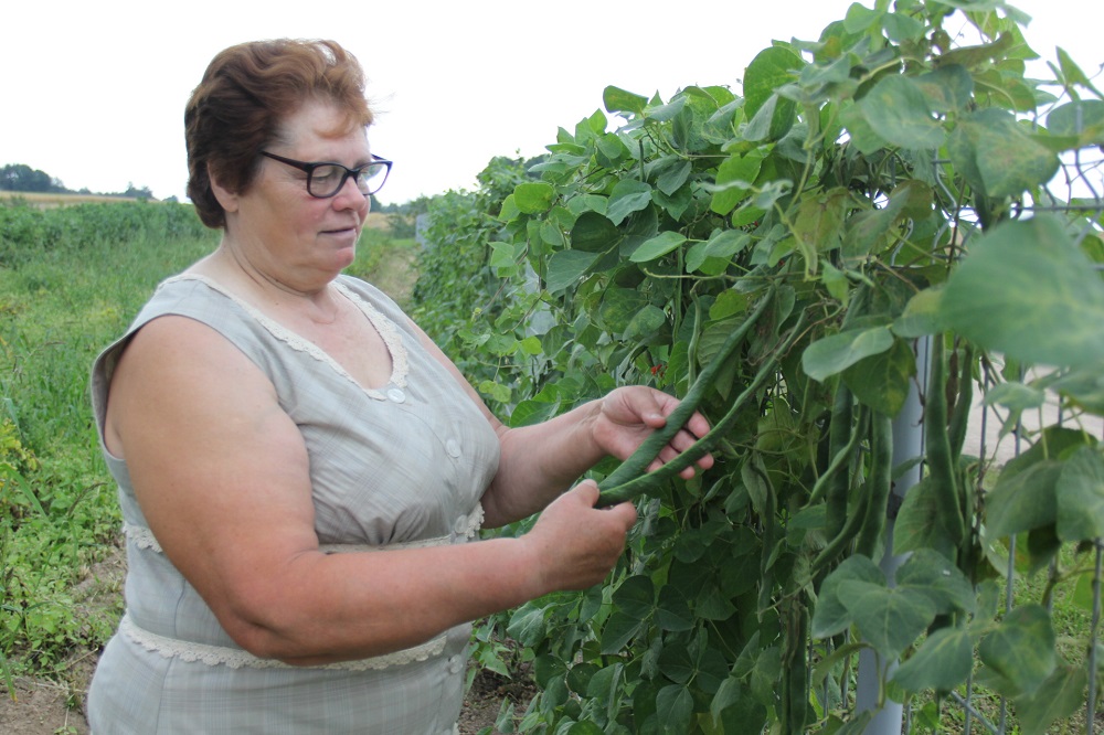 Suvalkietės aistra – auginti pupelių kolekciją