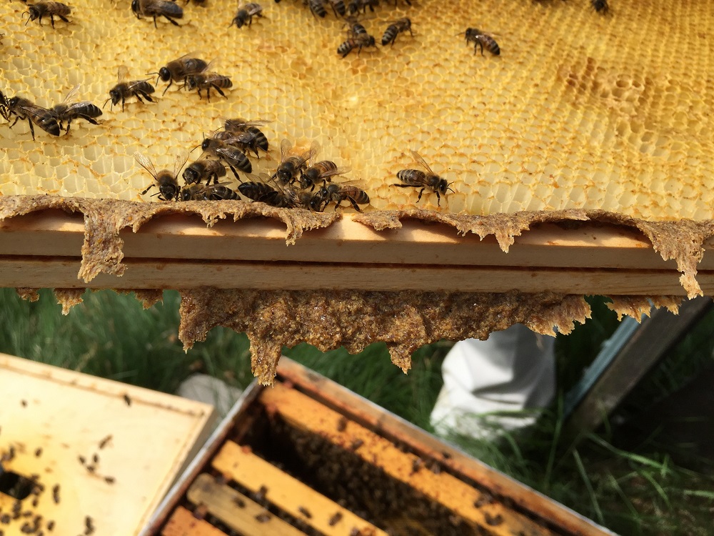 Bičių pikis – nepamainomas natūralus antibiotikas