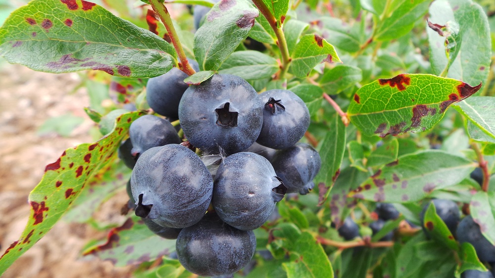 Šilauogių sezoną galima pratęsti po stogu