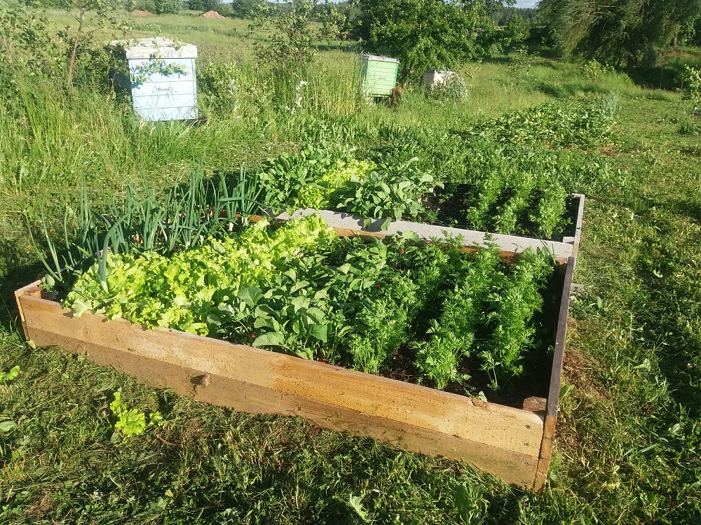 Konkursas “Originali lysvė“: bulvės auga ir maišuose