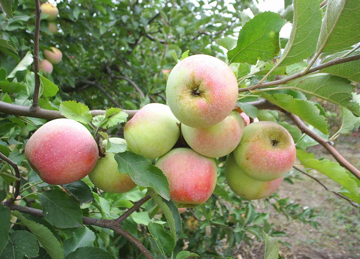 obuoliai ir hipertenzija