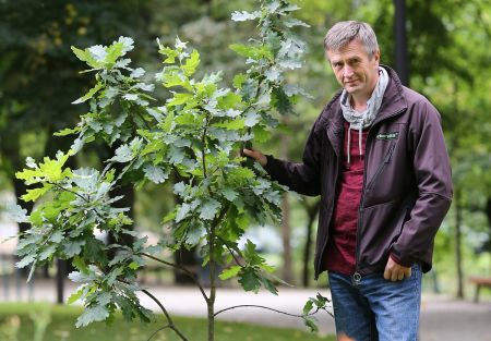 150 metų medžiai tik ir gelbėjo Gedimino kalną