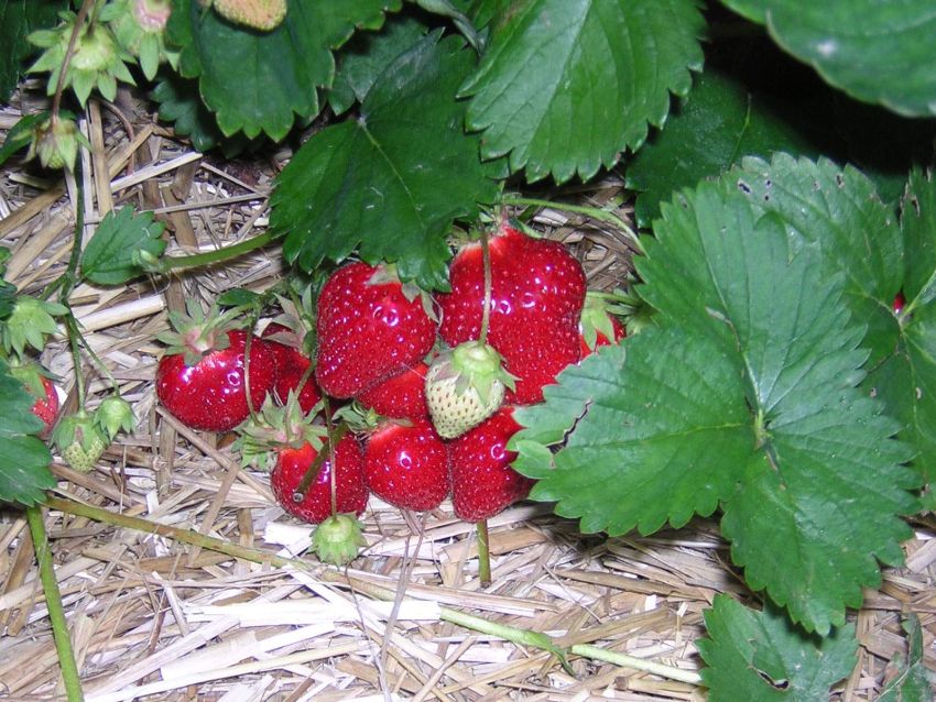 Pjuvenos sode ir darže: nauda bei pavojai