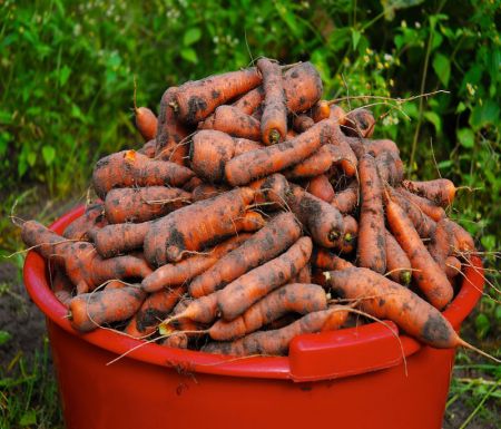 Morkos – ne grybai, jos pačios neužauga