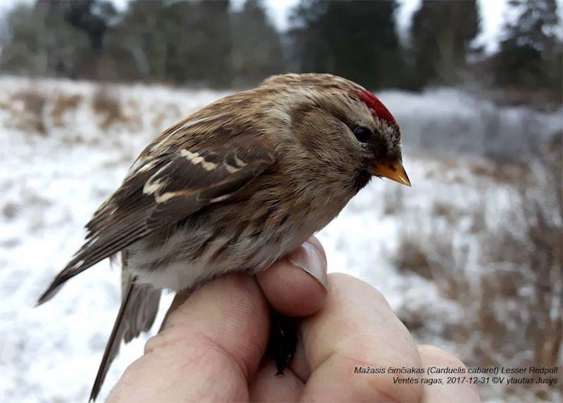 Paukščiai Ventėje neleidžia ilsėtis net žiemą