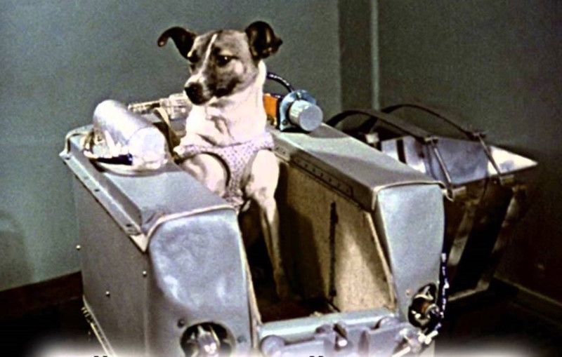 JAV į kosmosą kėlė beždžiones, SSRS – šunis