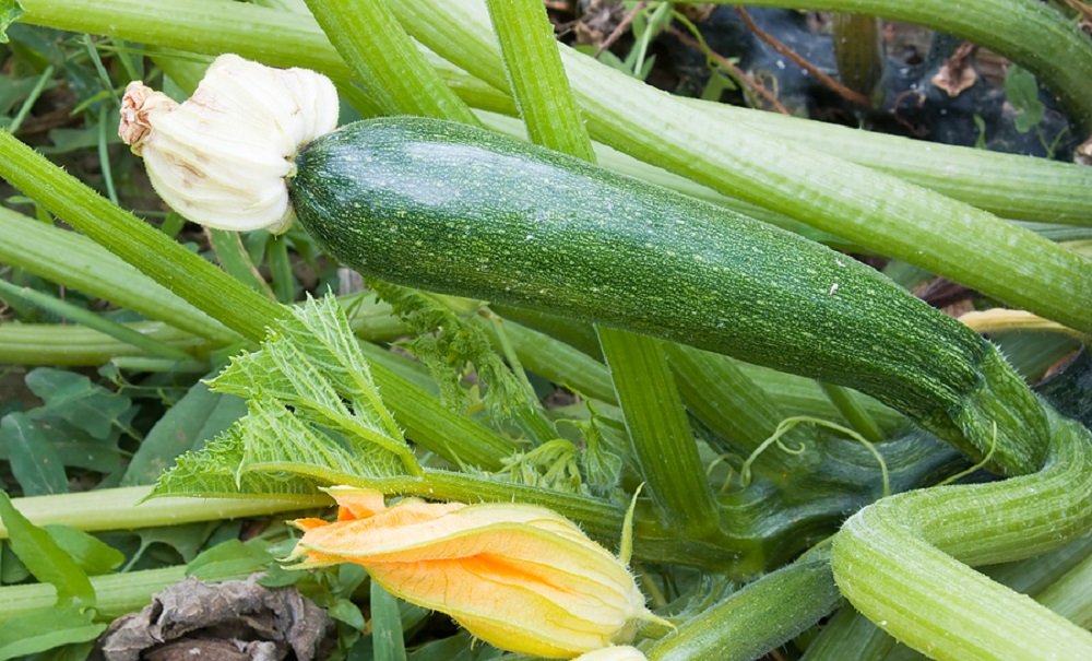 Cukinijų derlius: pavojai, ligos ir naudingi patarimai