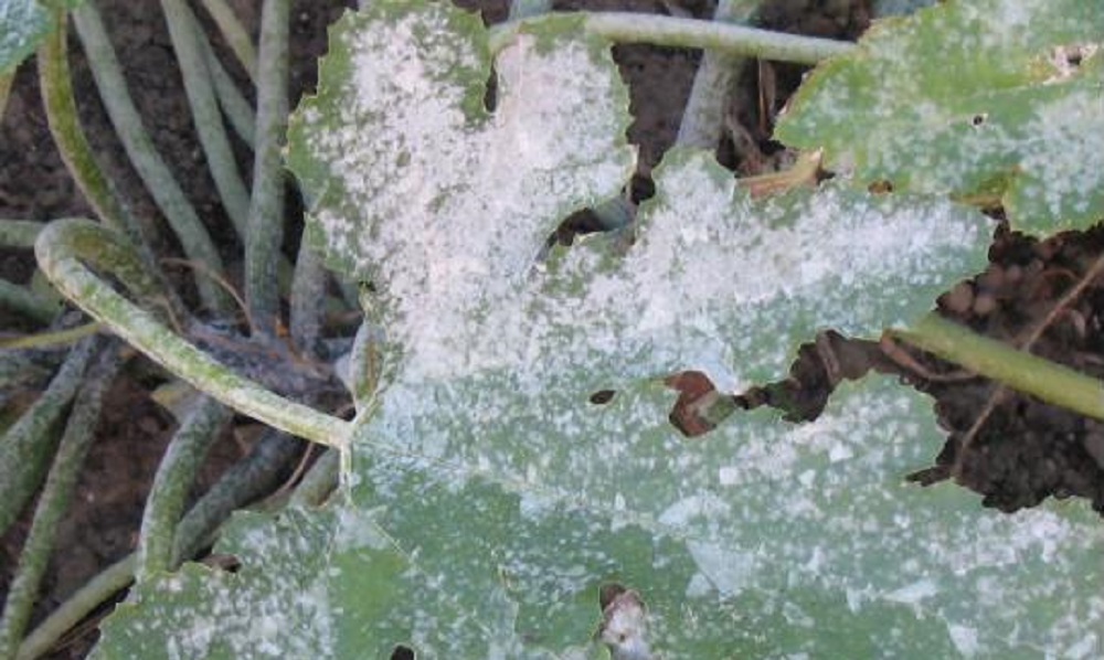 Cukinijų derlius: pavojai, ligos ir naudingi patarimai