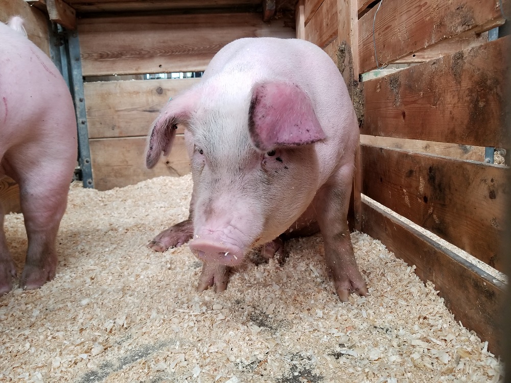 Ar afrikinis kiaulių maras turi įtakos kiaulienos kokybei ir saugumui?