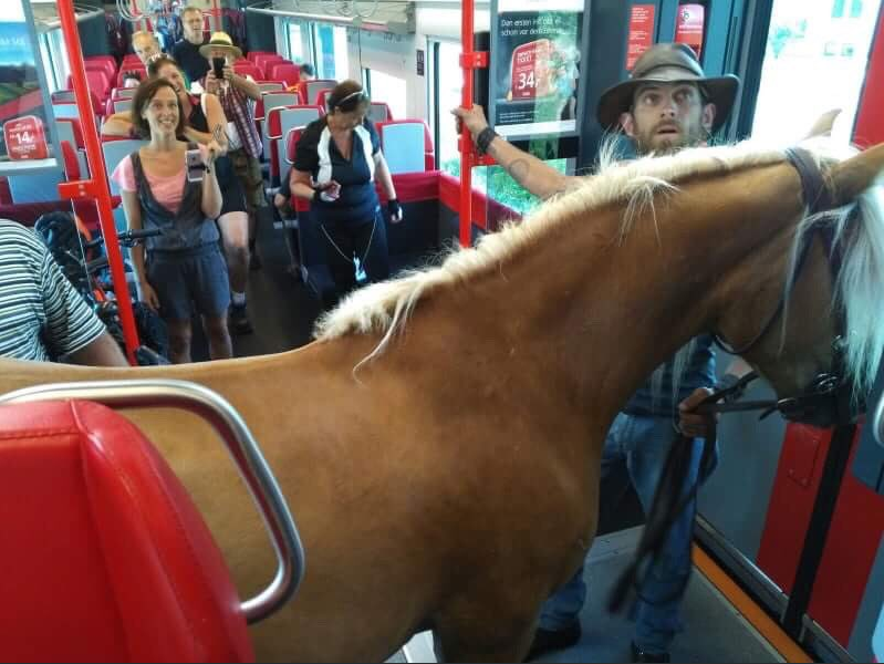 To dar nematėte: Austrijoje vyras nutarė į traukinį lipti kartu su savo arkliu