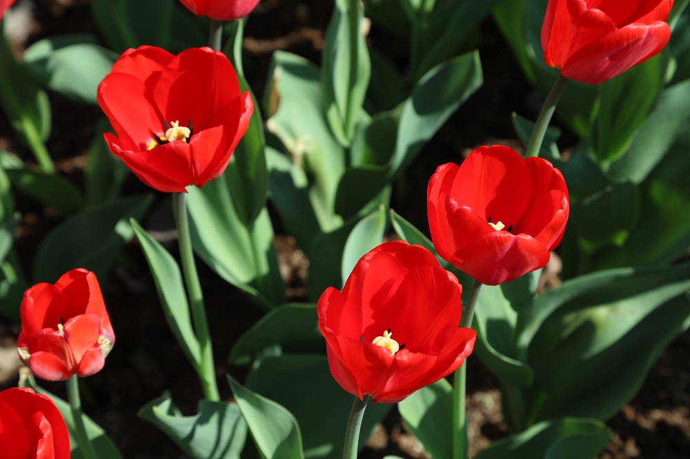 Sodą puošiančios tulpės: laikas planuoti pavasario grožį