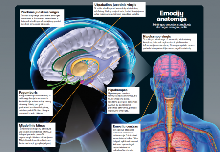Skirtingos emocijos stimuliuoja skirtingas smegenų sritis