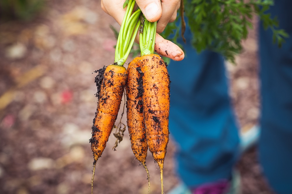 Patarimai sodininkams: laikas sėti morkas?