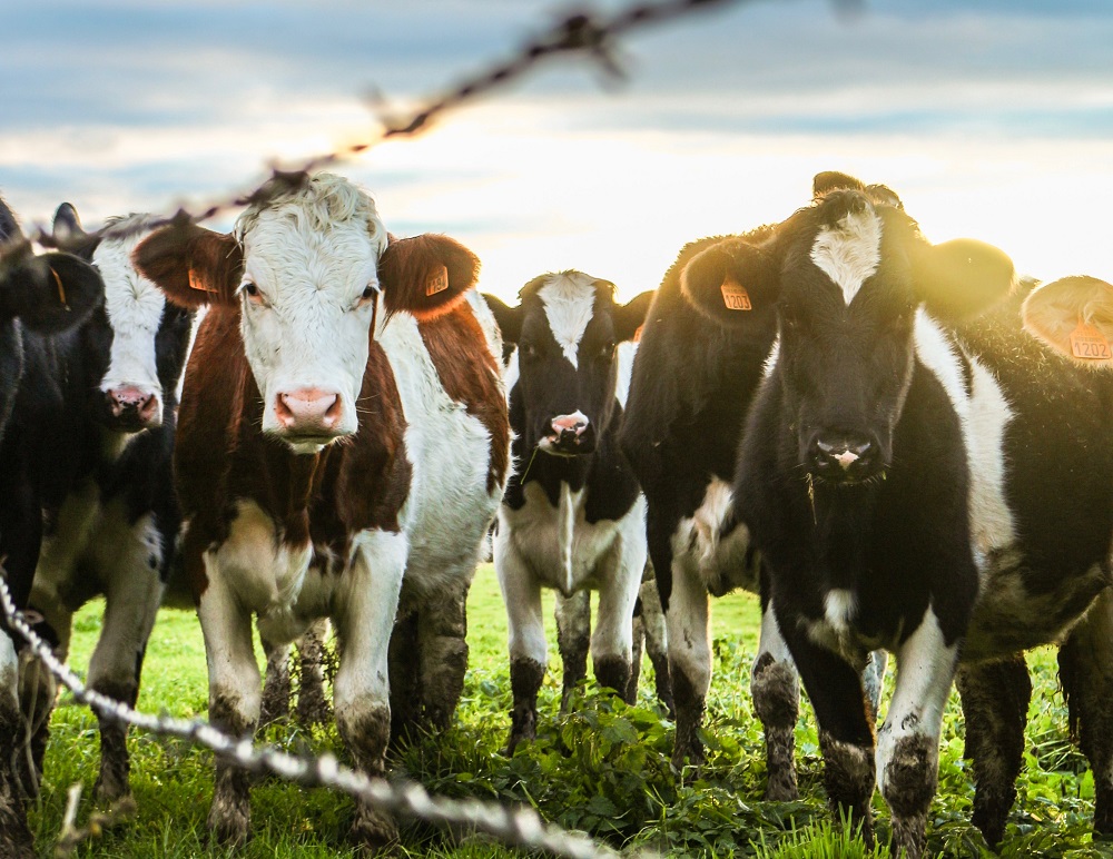 Ūkininkai nerimsta: siūlo griežtinti pieno supirkimo kontrolę