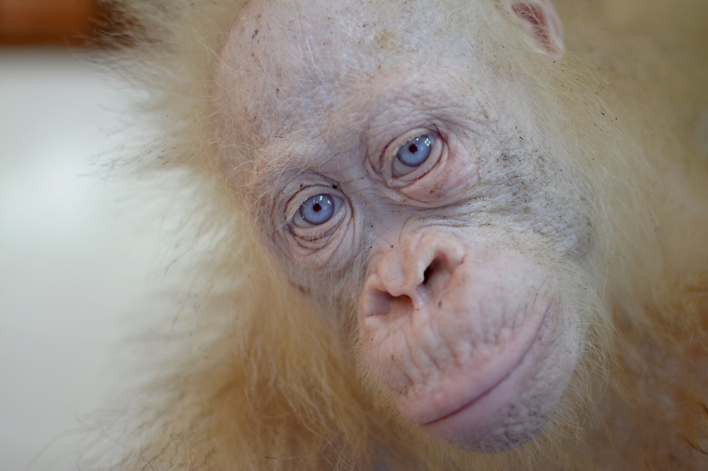 Vienintelis pasaulio orangutangas albinosas pratinasi prie gyvenimo džiunglėse Vienintelis pasaulio orangutangas albinosas pratinasi prie gyvenimo džiunglėse