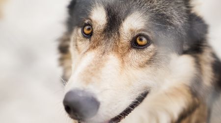 Vilkai laukinėje gamtoje: ką reiškia būti šių puikių plėšrūnų gaujos nariu?