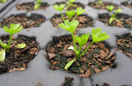 „Namie ir Sode“ aktualijos: pomidorų sėja, pirmieji pavasario šaukliai ir salierų ypatybės