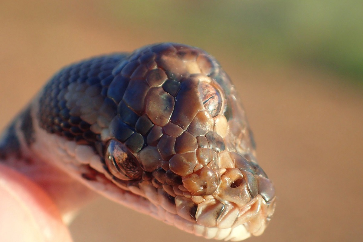 Pamatykite: Australijoje rasta gyvatė su trimis akimis