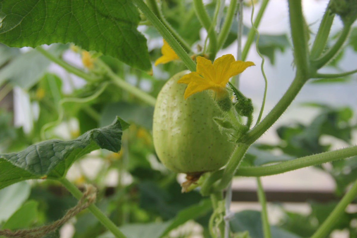 „Namie ir Sode“ aktualijos: nauji augalai, pomidorų maro sukėlėjai ir kaip atsikratyti krienų