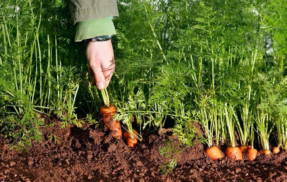 Morkų rugpjūtis: kaip jas prižiūrėti tokiu metų laiku?