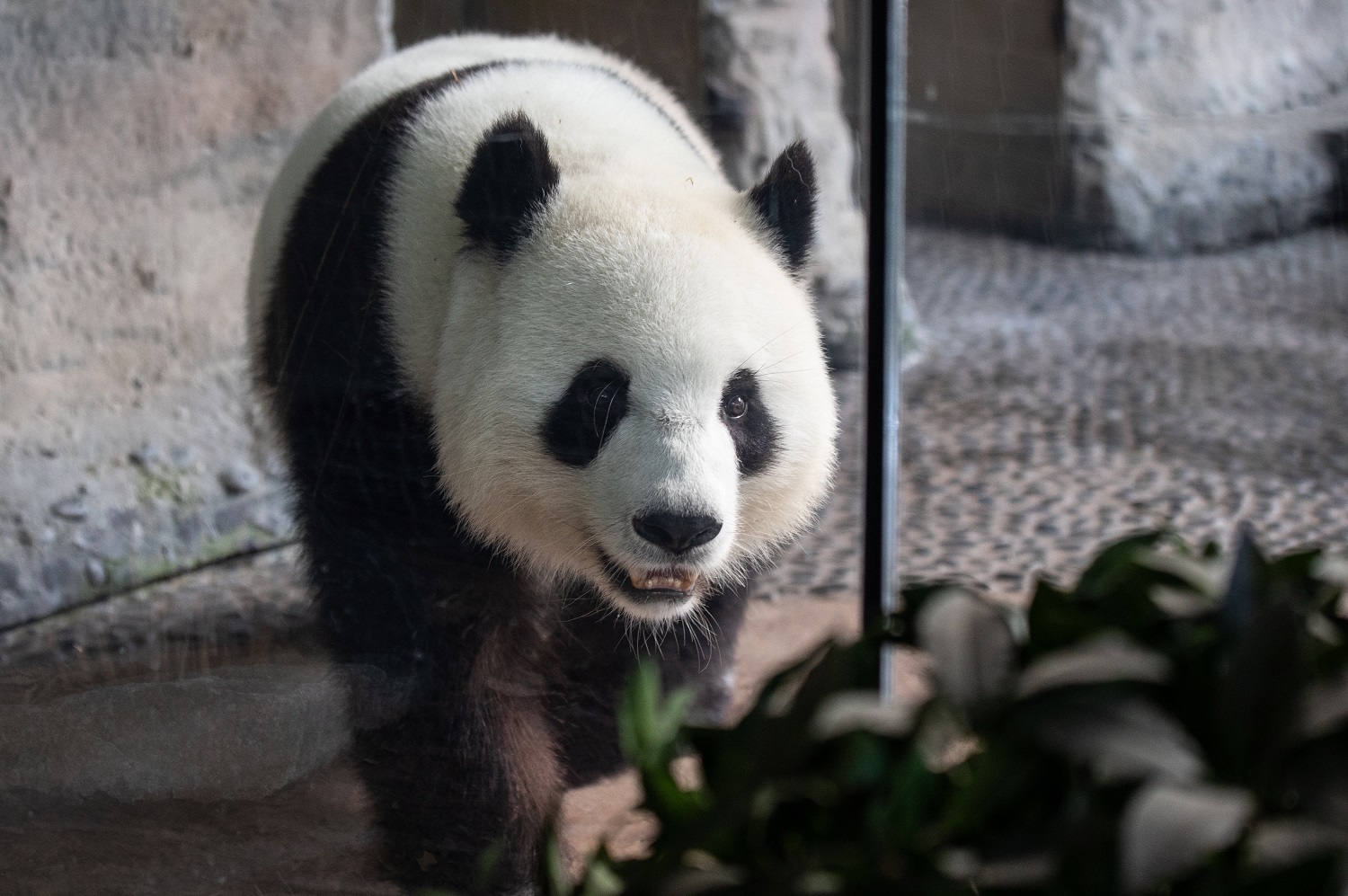 Berlyno zoologijos sodo didžioji panda Meng Meng atsivedė dvynukus