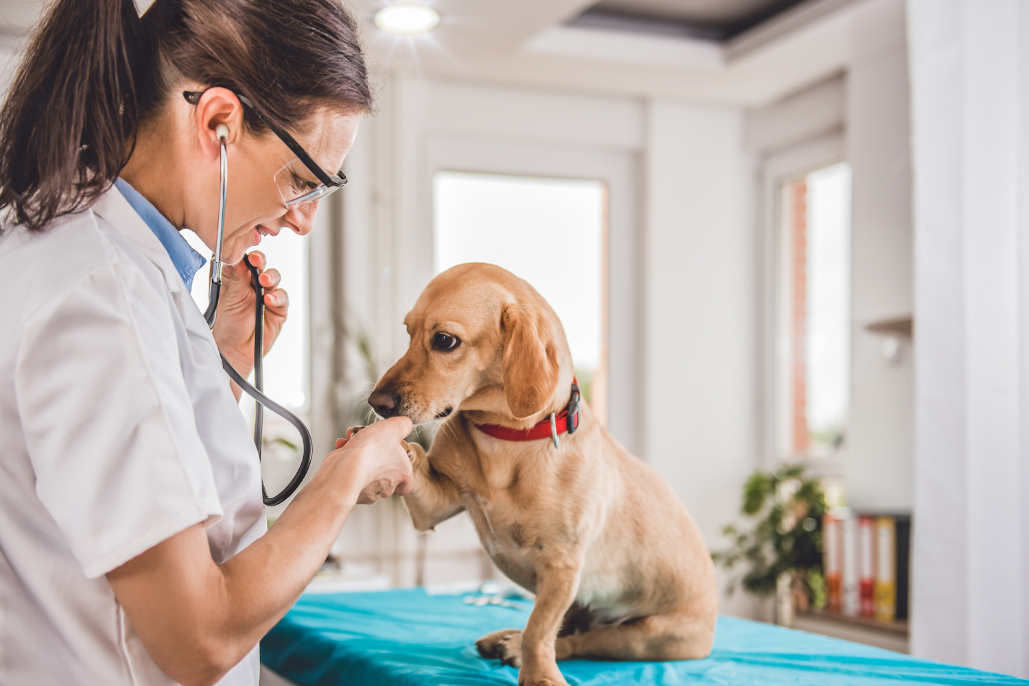 Ašaras kasdien matanti veterinarė: skaudžią pamoką žmonės išmoksta per vėlai