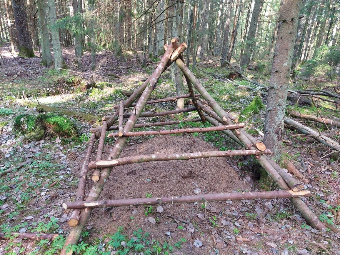 Miškininkai šiemet aptvers 1 400 skruzdėlynų – miško sanitarių buveinių