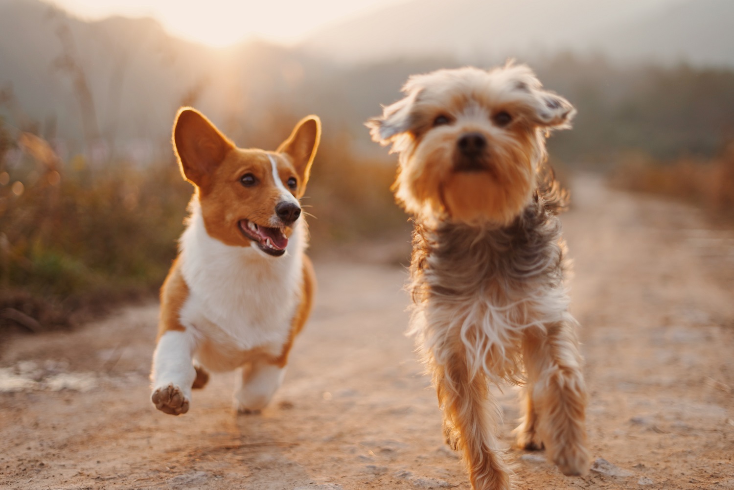 Kuo rizikuojame naudodami antiparazitines priemones šunims?