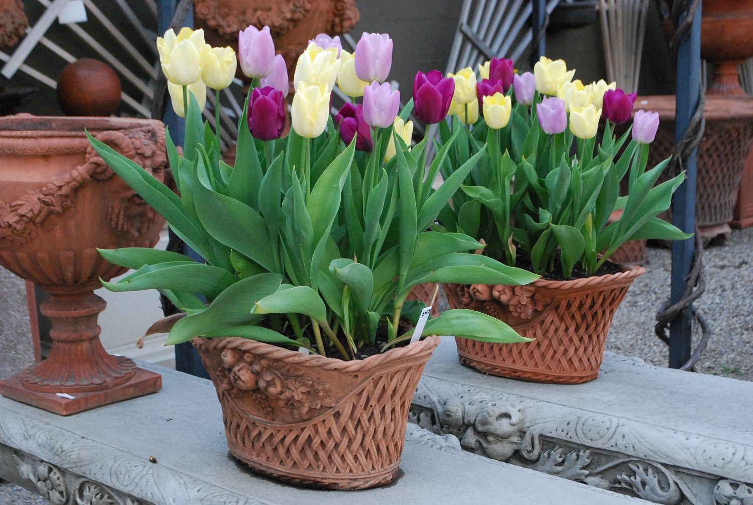Tulpės loveliuose ir vazonuose – ankstyvam žydėjimui