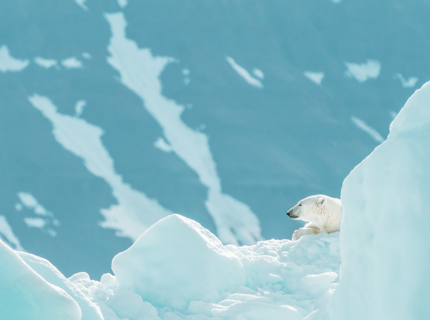 Arkties tyrinėtojas baiminasi dėl klimato atšilimo: „Gal jau praleidome svarbų lūžio tašką“