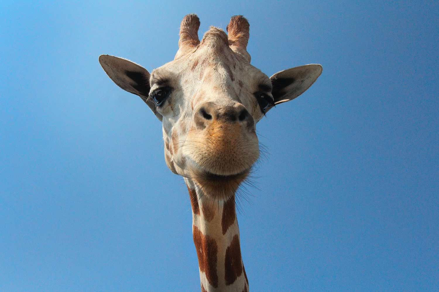 Lietuvos zoologijos sodo atnaujinimas kainuos 18,3 mln. eurų Lietuvos zoologijos sodo atnaujinimas kainuos 18,3 mln. eurų