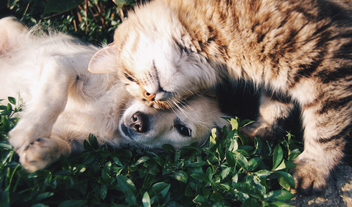 Už augintinį moka tūkstančius, bet į sveikatą neinvestuoja: su kokiais klaidingais įsitikinimais susiduria veterinarai?