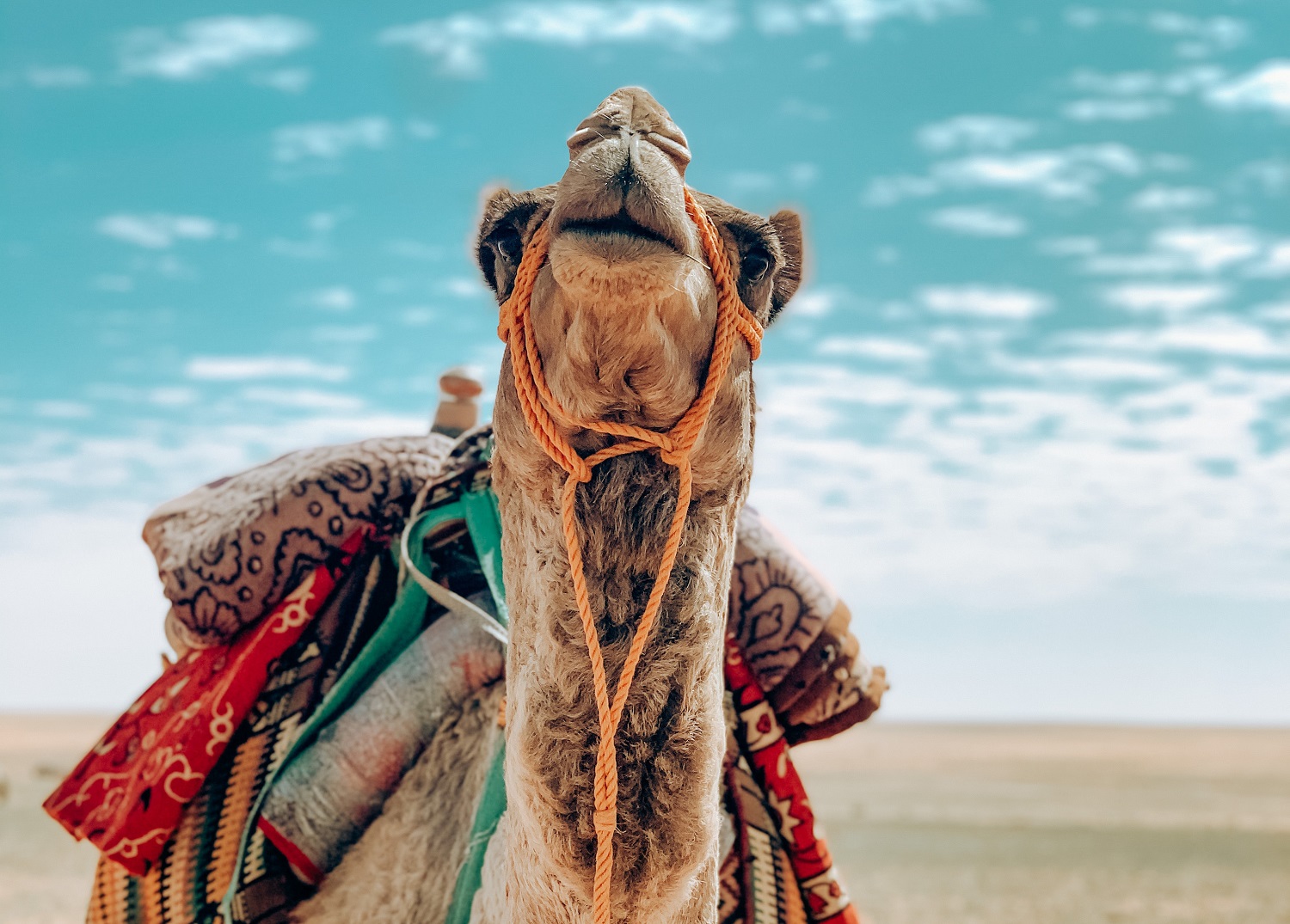 Dešimtys kupranugarių Saudo Arabijoje diskvalifikuoti iš grožio konkurso Dešimtys kupranugarių Saudo Arabijoje diskvalifikuoti iš grožio konkurso