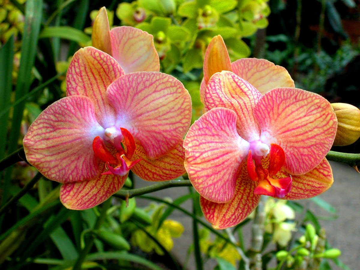 Elegantiškas orchidėjų žiedų paradas