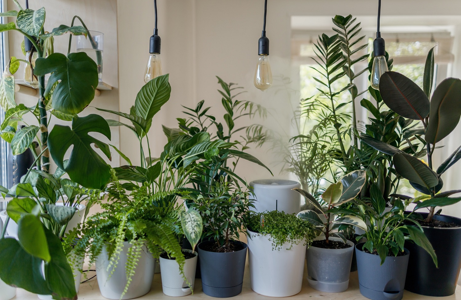 Ekspertai pataria: penkios pagrindinės kambarinių augalų priežiūros taisyklės
